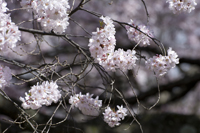 Cherry Blossom, Branch Brook Park, Newark, NJ,  Spring 2015-0065