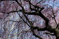 Cherry Blossom, Branch Brook Park, Newark, NJ,  Spring 2015-0068