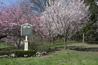 Cherry Blossom, Branch Brook Park, Newark, NJ,  Spring 2015-0074