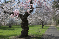 Cherry Blossom, Branch Brook Park, Newark, NJ,  Spring 2015-0076
