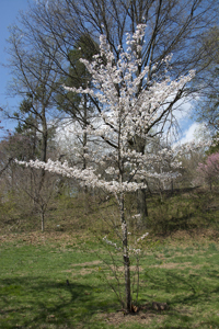 Cherry Blossom, Branch Brook Park, Newark, NJ,  Spring 2015-0082