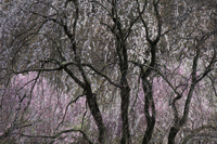 Cherry Blossom, Branch Brook Park, Newark, NJ,  Spring 2015-0087cr