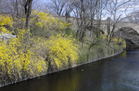 Forsythia Blossom, Branch Brook Park, Newark, NJ,  Spring 2015-8494