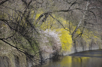 Forsythia Blossom, Branch Brook Park, Newark, NJ,  Spring 2015-8496