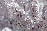 Cherry Blossom, Branch Brook Park, Newark, NJ, Spring 2015-8504