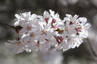 Cherry Blossom, Branch Brook Park, Newark, NJ, Spring 2015-8506