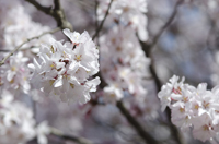 Cherry Blossom, Branch Brook Park, Newark, NJ, Spring 2015-8507