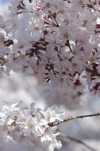 Cherry Blossom, Branch Brook Park, Newark, NJ, Spring 2015-8508