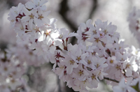 Cherry Blossom, Branch Brook Park, Newark, NJ, Spring 2015-8509