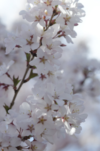 Cherry Blossom, Branch Brook Park, Newark, NJ, Spring 2015-8510