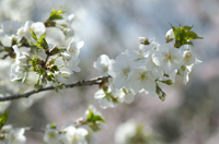 Cherry Blossom, Branch Brook Park, Newark, NJ, Spring 2015-8512