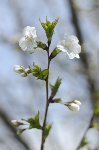 Cherry Blossom, Branch Brook Park, Newark, NJ, Spring 2015-8513