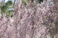 Cherry Blossom, Branch Brook Park, Newark, NJ, Spring 2015-8515