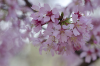 Cherry Blossom, Branch Brook Park, Newark, NJ, Spring 2015-8517