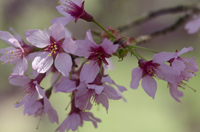 Cherry Blossom, Branch Brook Park, Newark, NJ, Spring 2015-8518