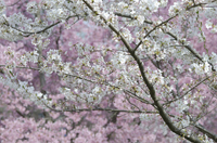 Cherry Blossom, Branch Brook Park, Newark, NJ, Spring 2015-8519