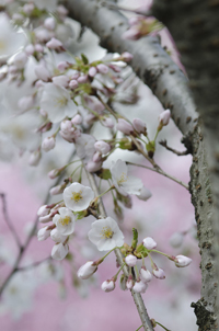Cherry Blossom, Branch Brook Park, Newark, NJ, Spring 2015-8521