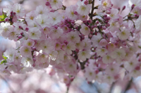 Cherry Blossom, Branch Brook Park, Newark, NJ, Spring 2015-8523