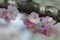 Cherry Blossom, Branch Brook Park, Newark, NJ, Spring 2015-8524