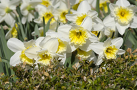 Daffodils, Branch Brook Park, Newark, NJ, Spring 2015-8504