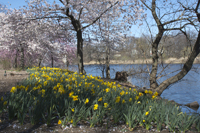 Cherry Blossom, Branch Brook Park, Newark, NJ, Spring 2016-8498