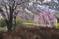 Daffodils, Branch Brook Park, Newark, NJ, Spring 2016-8503