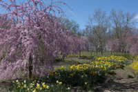 Daffodils, Branch Brook Park, Newark, NJ, Spring 2016-8505