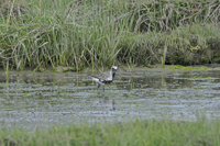 Nummy Island, NJ 2018-71D-1780, Black-bellied Plover