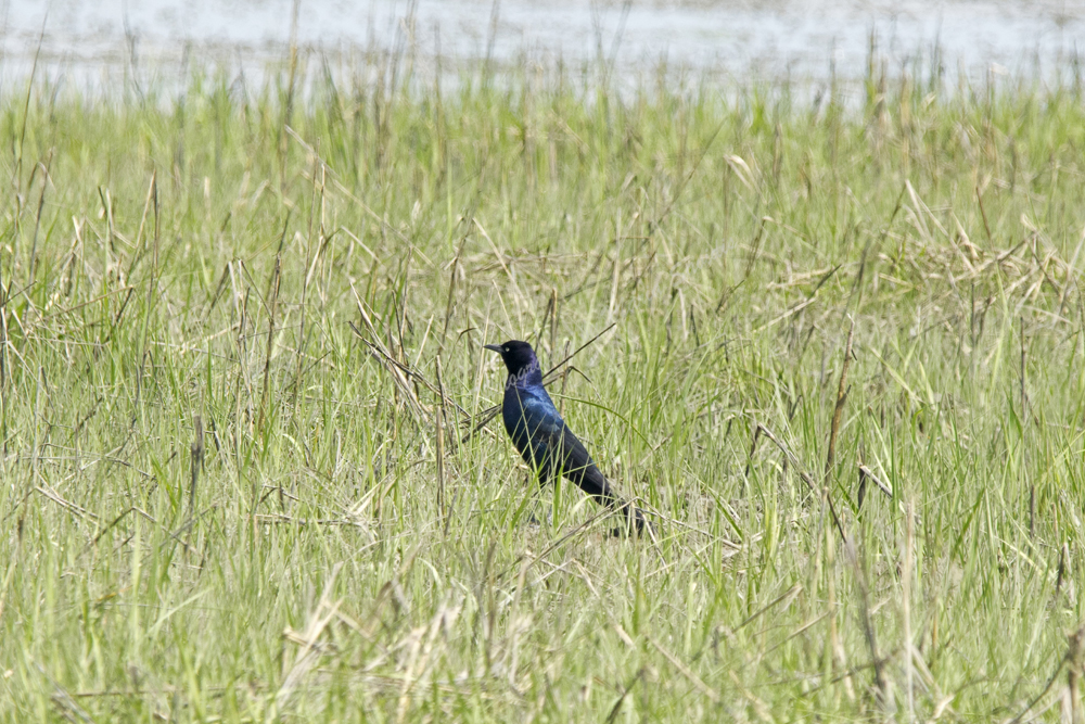 Boat-tailed Grackle