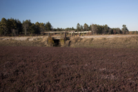 Whites Bogs, Browns Mill, NJ 2016-8ds_0052