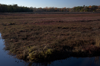 Whites Bogs, Browns Mill, NJ 2016-8ds_0063