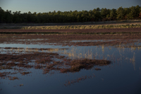 Whites Bogs, Browns Mill, NJ 2016-8ds_0098