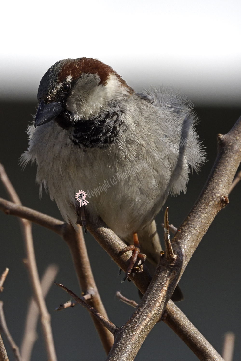 House Sparrow