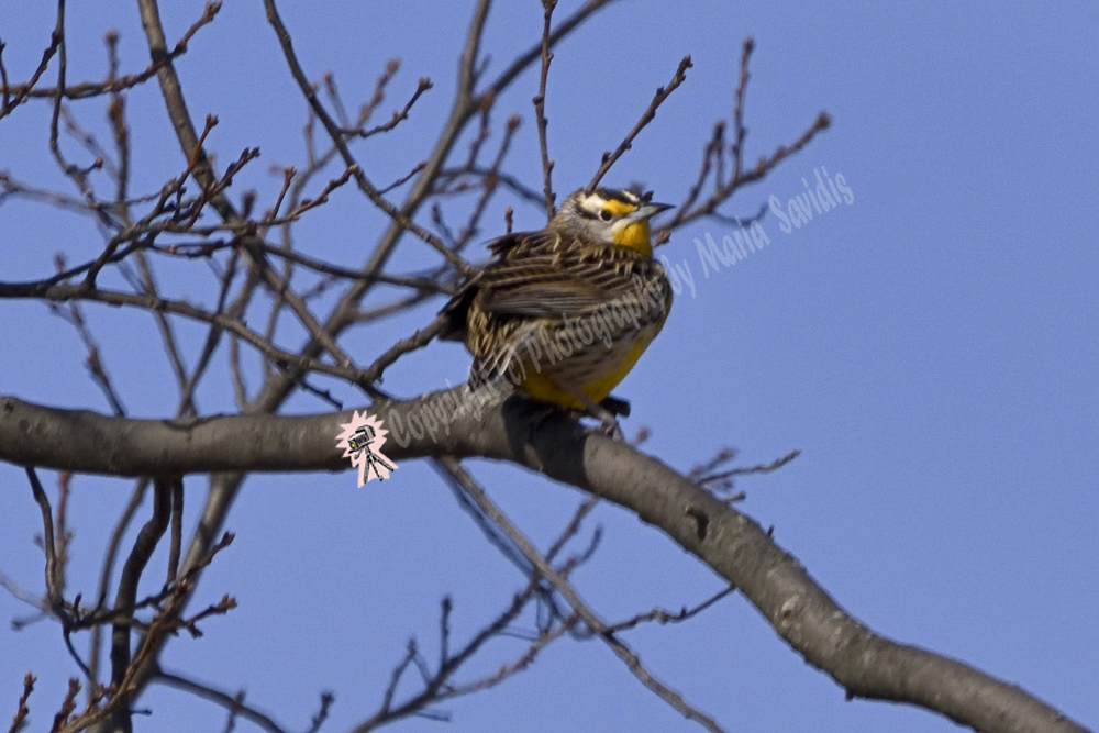 Eastern Meadowlark