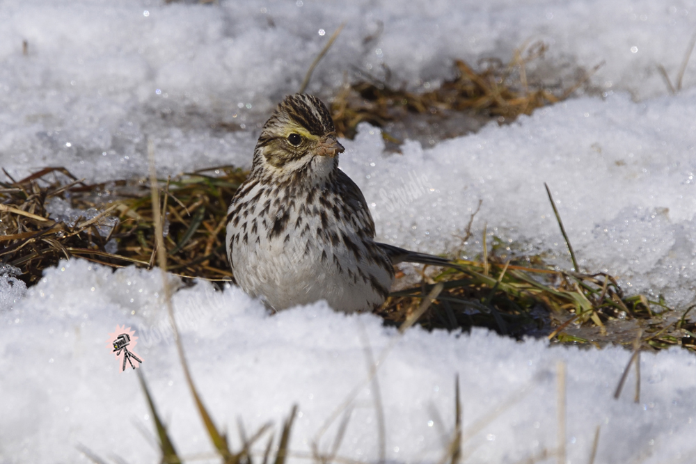 AT & T Historical Pole Farm, Pennington, NJ 2019-8ds-7106, Savannah Sparrow