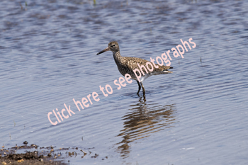 Sandy Hook, NJ 2018-8DS-4517, Eastern Willet