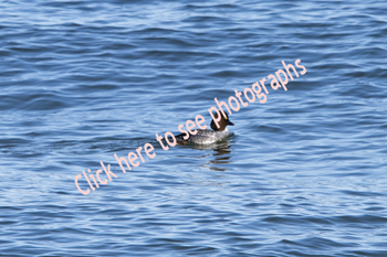 Sandy Hook, NJ 2018-8DS-0795, Goldeneye Duck