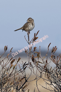 Sandy Hook, NJ 2018-8DS-0765, Song Sparrow