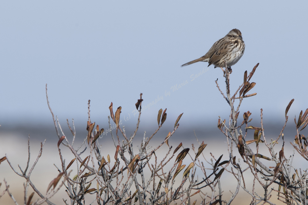 Song Sparrow