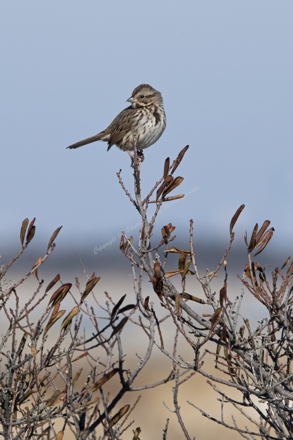 Song Sparrow