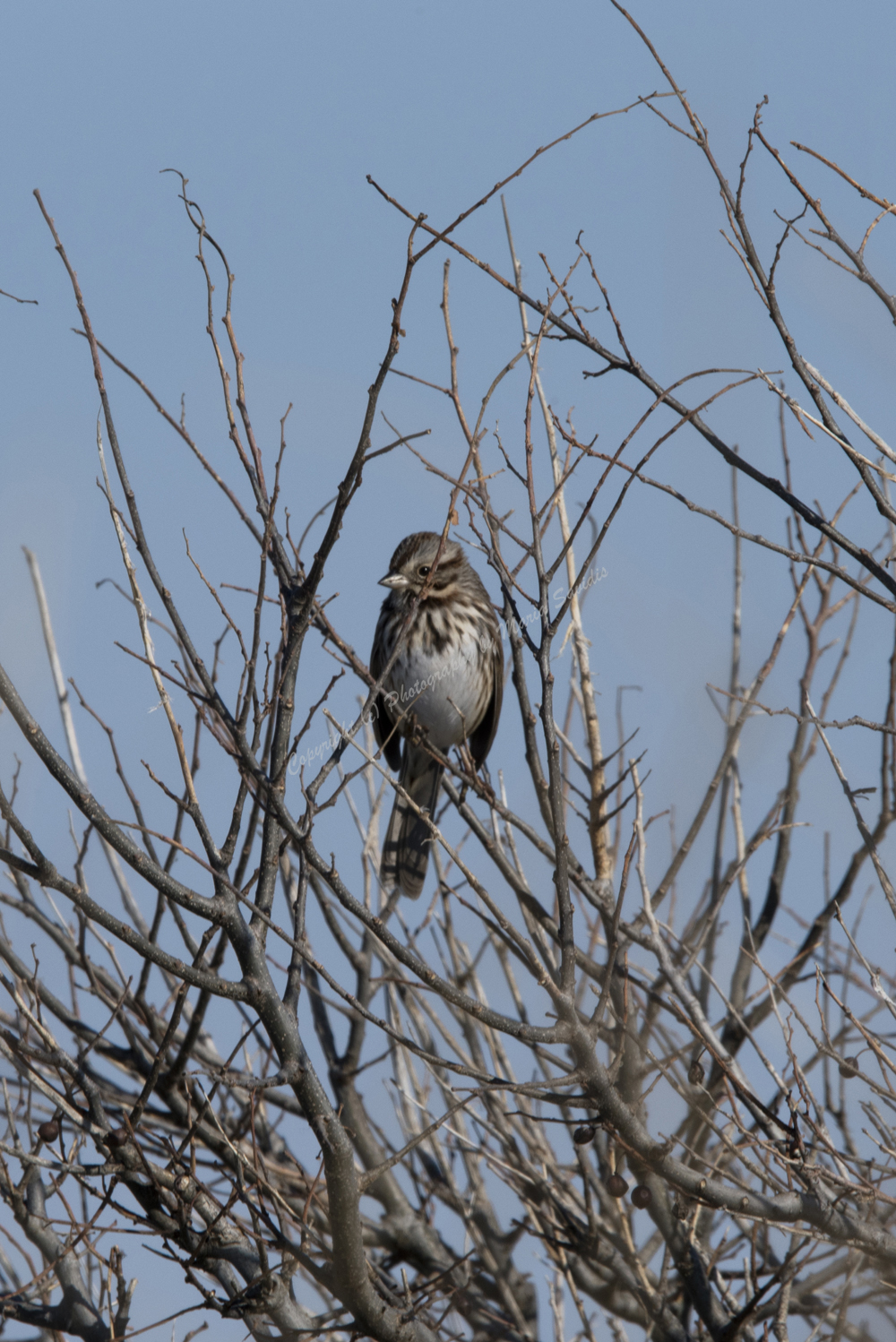 Song Sparrow