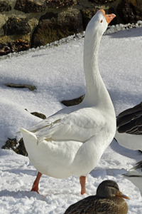 Smithville, NJ 2019-8ds-4787, Domestic Graylag Goose