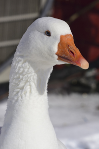 Smithville, NJ 2019-8ds-4831, Domestic Graylag Goose