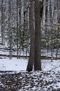 South Mountain Reservation, Maplewood and Millburn, after the snow, March 2017-70d-7358