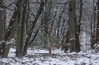 South Mountain Reservation, Maplewood and Millburn, after the snow, March 2017-70d-7359