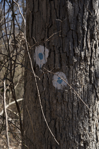 South Mountain Reservation, West Orange Section, NJ April 2017-8DS-1380