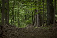 South Mountain Reservation, Spring 2017-8ds-2630