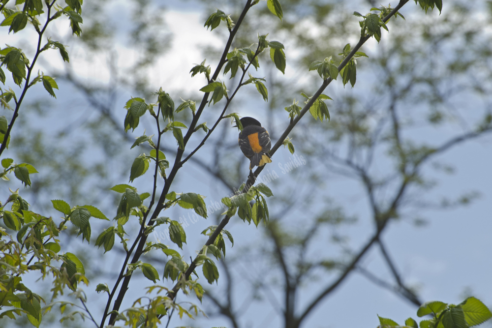 South Mountain Reservation, Maplewood, NJ, Baltimore Oriole