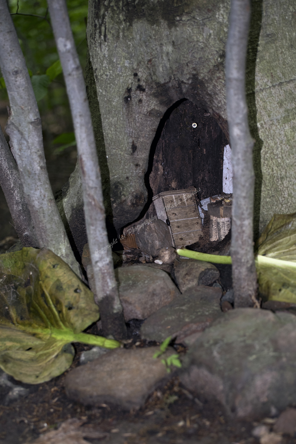 Fairy Trail, Rahway River Trail, South Mountain Reservation, Millburn, NJ