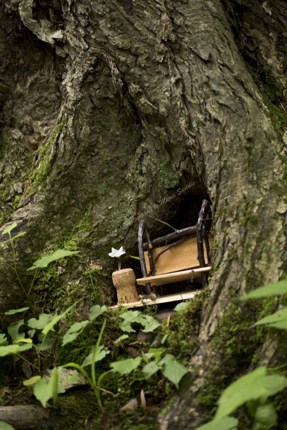 Fairy Trail, Rahway River Trail, South Mountain Reservation, Millburn, NJ